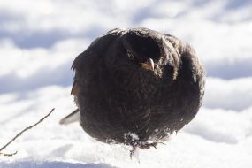 Common blackbird