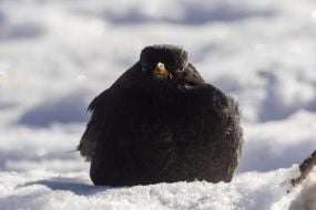 Common blackbird