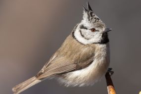 A great crested tit pecks a walnut kernel