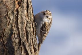 Eurasian treecreeper