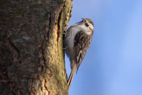 Eurasian treecreeper