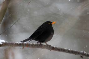 Чорний дрізд