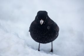 Чорний дрізд