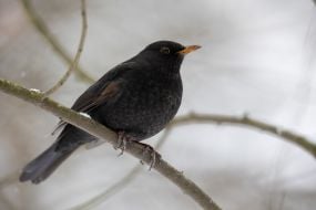 Чорний дрізд