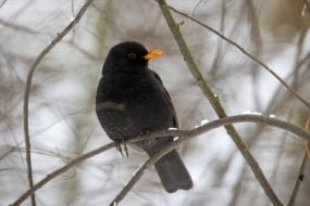 Чорний дрізд