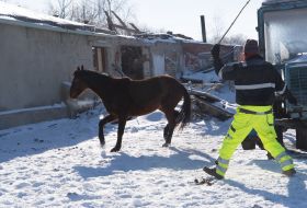 Evacuation of horses abandoned by their owner in the Kharkiv region