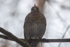 Черный дрозд