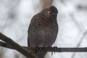 Черный дрозд