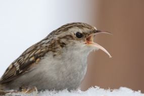 Обыкновенная пищуха