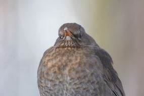 Черный дрозд