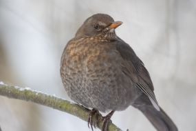 Черный дрозд