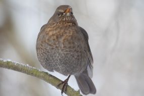 Черный дрозд