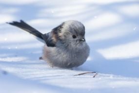 Long-tailed tit