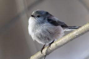 Long-tailed tit