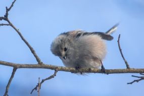 Long-tailed tit