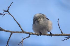 Long-tailed tit