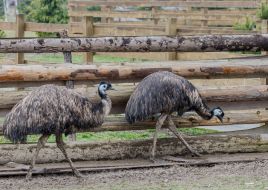 Страуси Ему