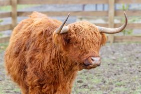 Руда шотландська корова Хайленд