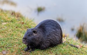 Нутрія на березі ставка