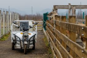 Лама за парканом та мотоцикл