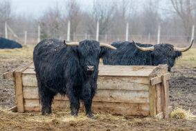 Чорні шотландські корови Хайленд