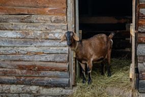 Цап англо-нубійський