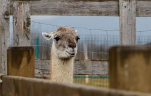 Лама за парканом