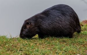 Нутрія на березі ставка