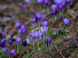 Blooming crocuses