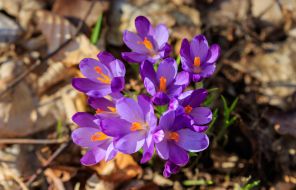 Blooming crocuses