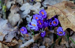 Blooming crocuses