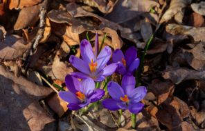 Blooming crocuses