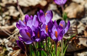 Blooming crocuses