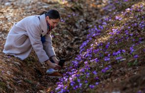 Girl taking photos of blooming crocuses on her mobile phone