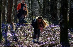 Visitors admire blooming crocuses