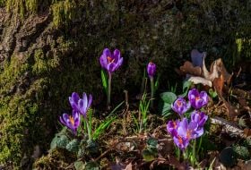Blooming crocuses