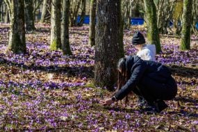 Girl taking photos of blooming crocuses on her mobile phone