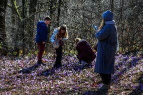 Visitors admire blooming crocuses
