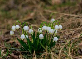 Blooming snowdrops (primroses)
