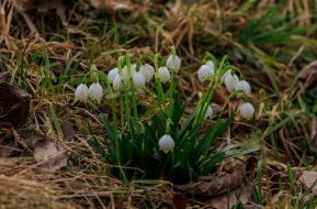 Blooming snowdrops (primroses)