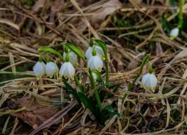 Blooming snowdrops (primroses)