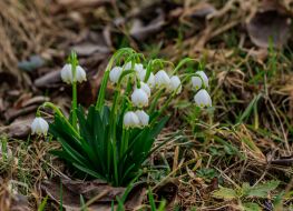 Blooming snowdrops (primroses)