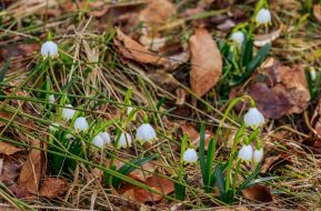 Blooming snowdrops (primroses)