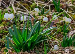 Blooming snowdrops (primroses)