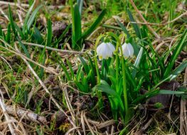 Blooming snowdrops (primroses)