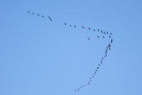 Пташиний ключ у небі