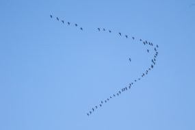 Пташиний ключ у небі