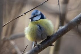 Обыкновенная лазоревка (синяя синица)