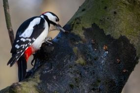 Дятел пьет сок дерева