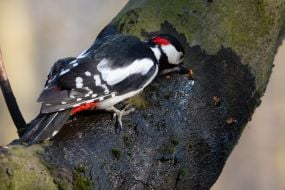 Дятел пьет сок дерева